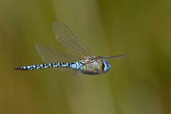 David Plant Photography - Wildlife Photography - Southern migrant hawker - G